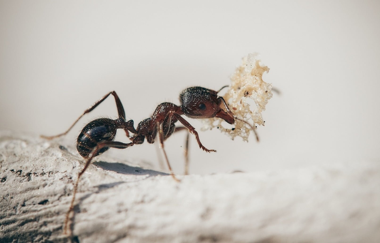 Ant Keeping Secrets - Proven Tips for Caring for Ants in Test Tubes