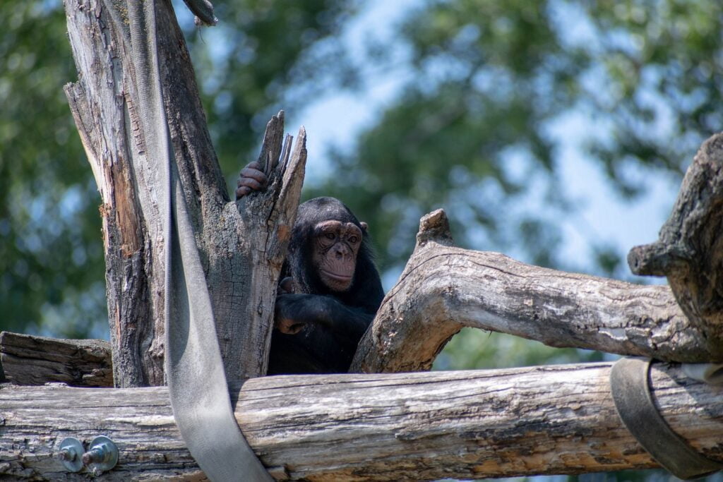 Why Do Chimpanzees Eat Monkeys? And Fascinating Facts About Them