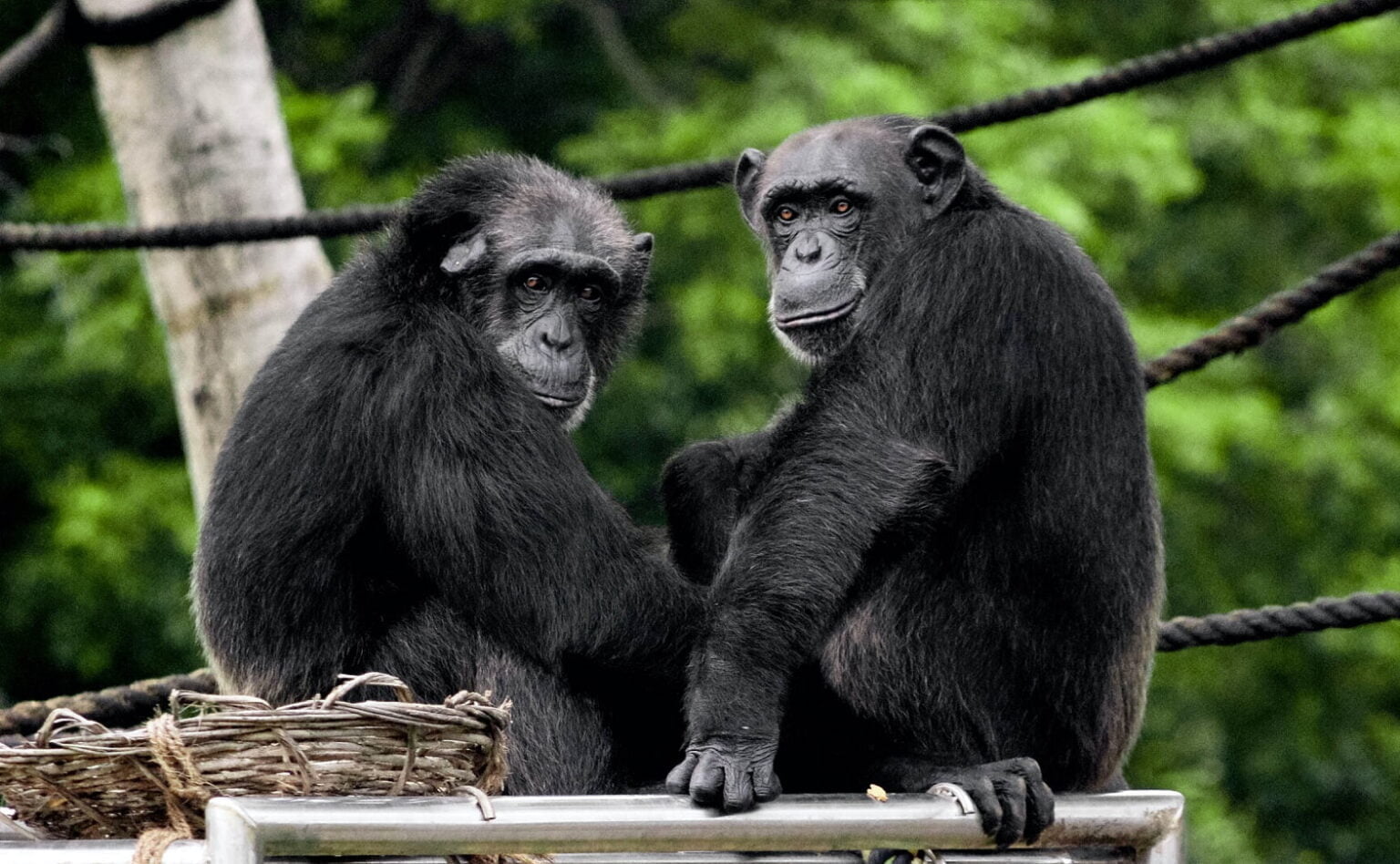 Why Do Chimpanzees Eat Monkeys? And Fascinating Facts About Them