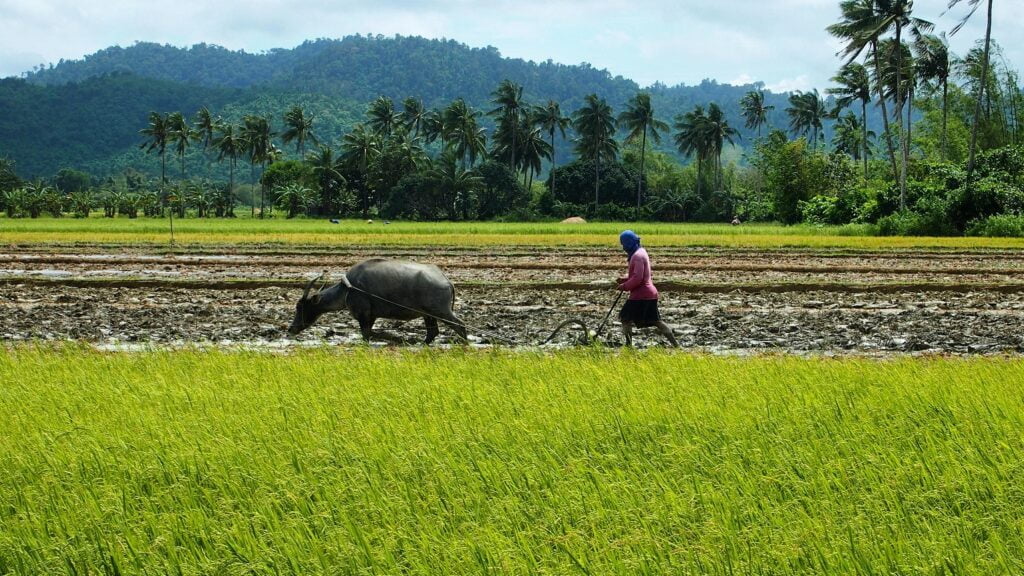 research title about crops in the philippines